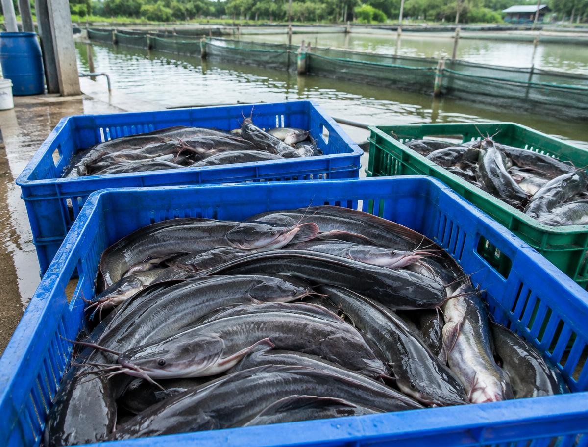 Freshly harvested catfish in crates